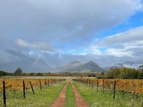 The vines