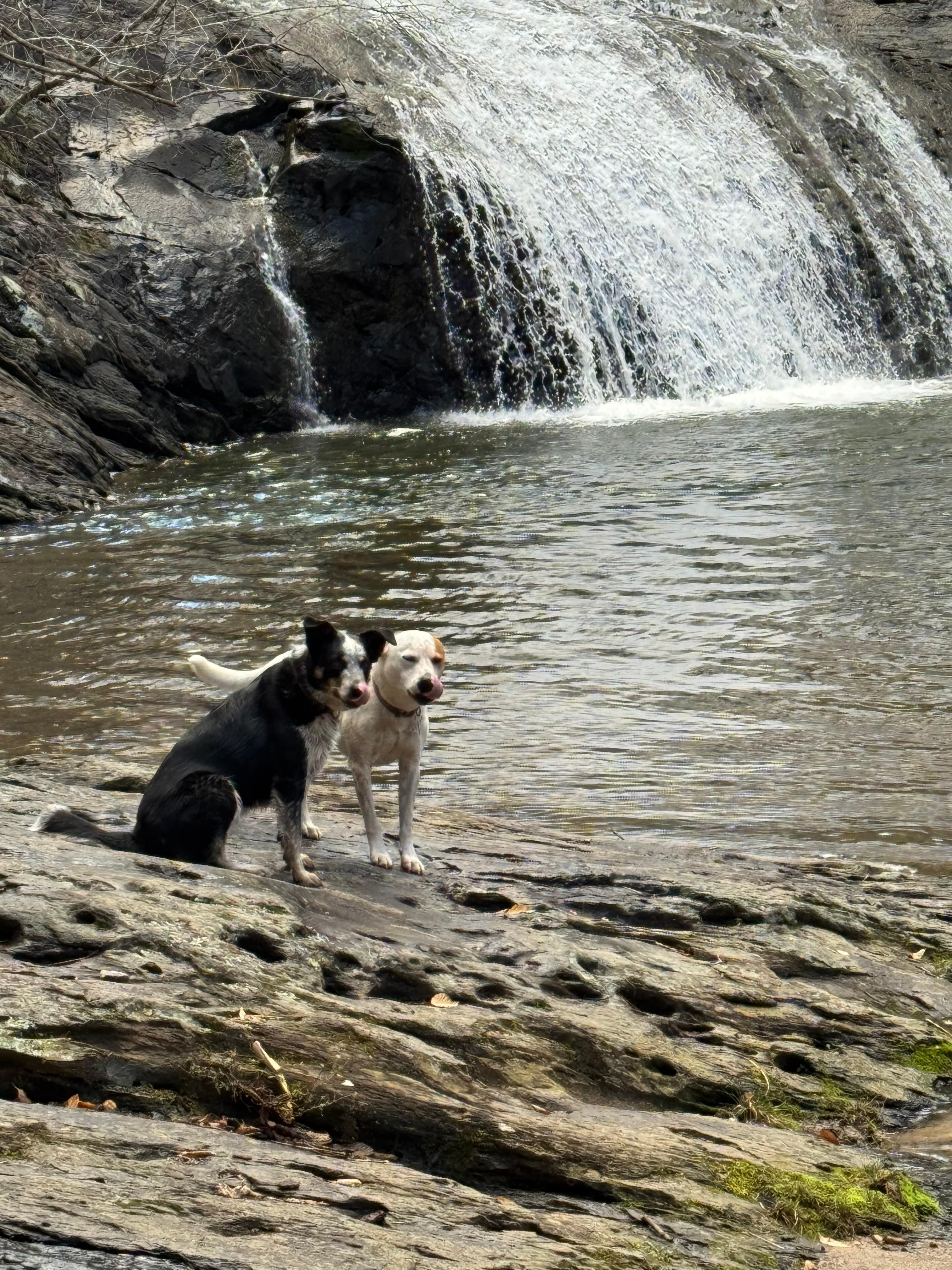 Fur babies enjoying the water❤️