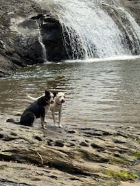 Fur babies enjoying the waterâ€ïž