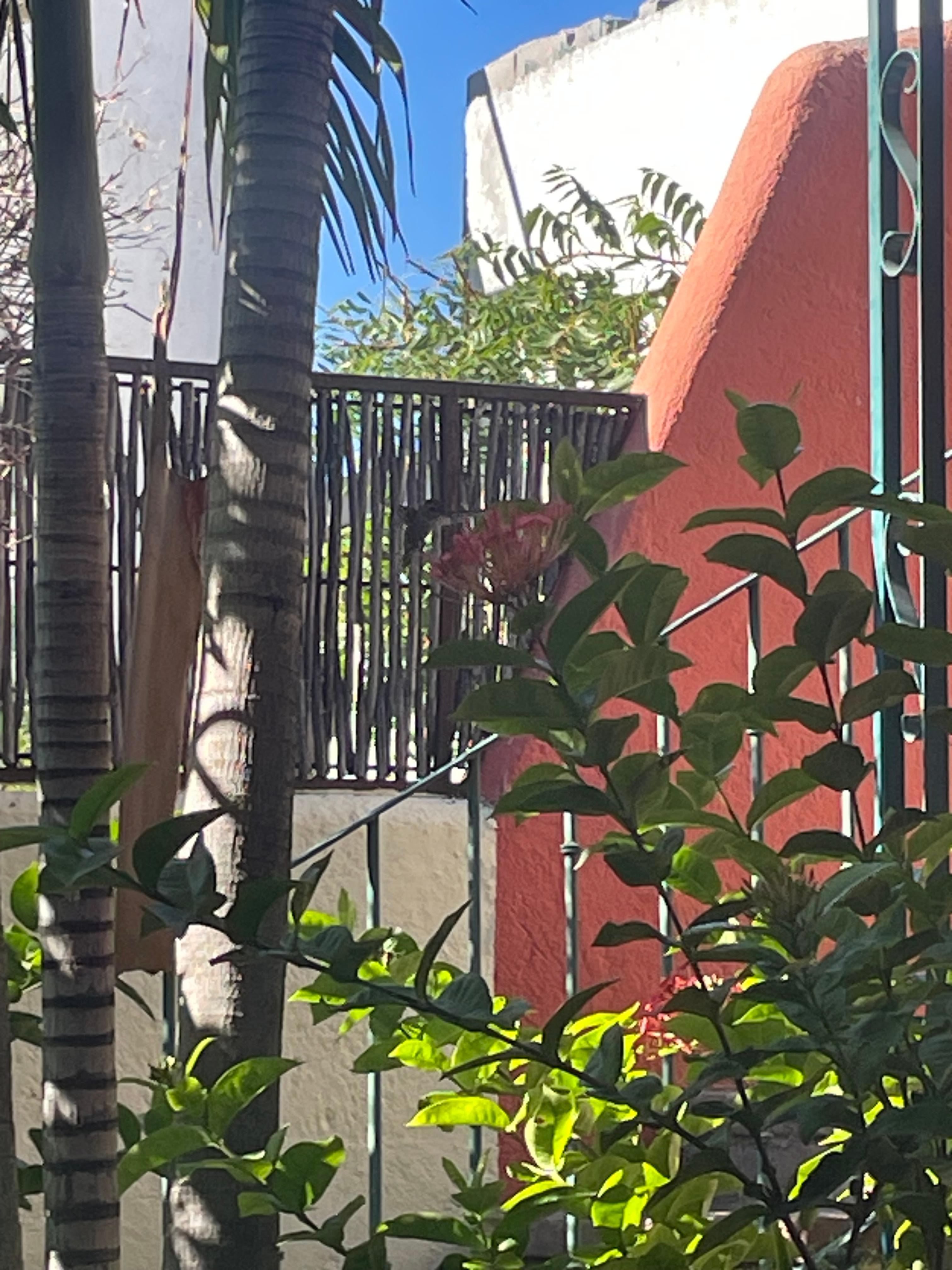 Patio watching himmimgbird