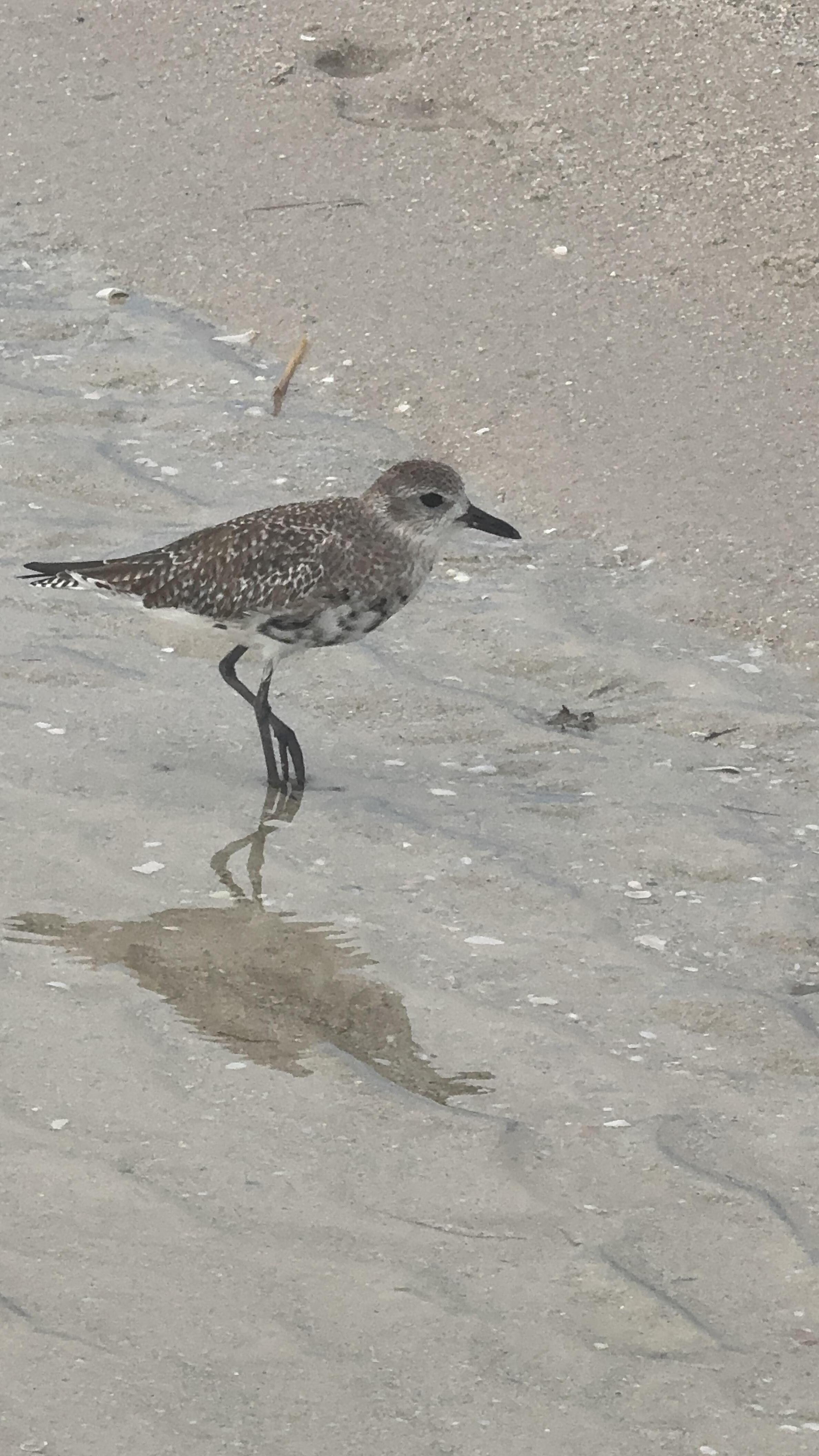 So many different breeds of birds.