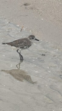 So many different breeds of birds.