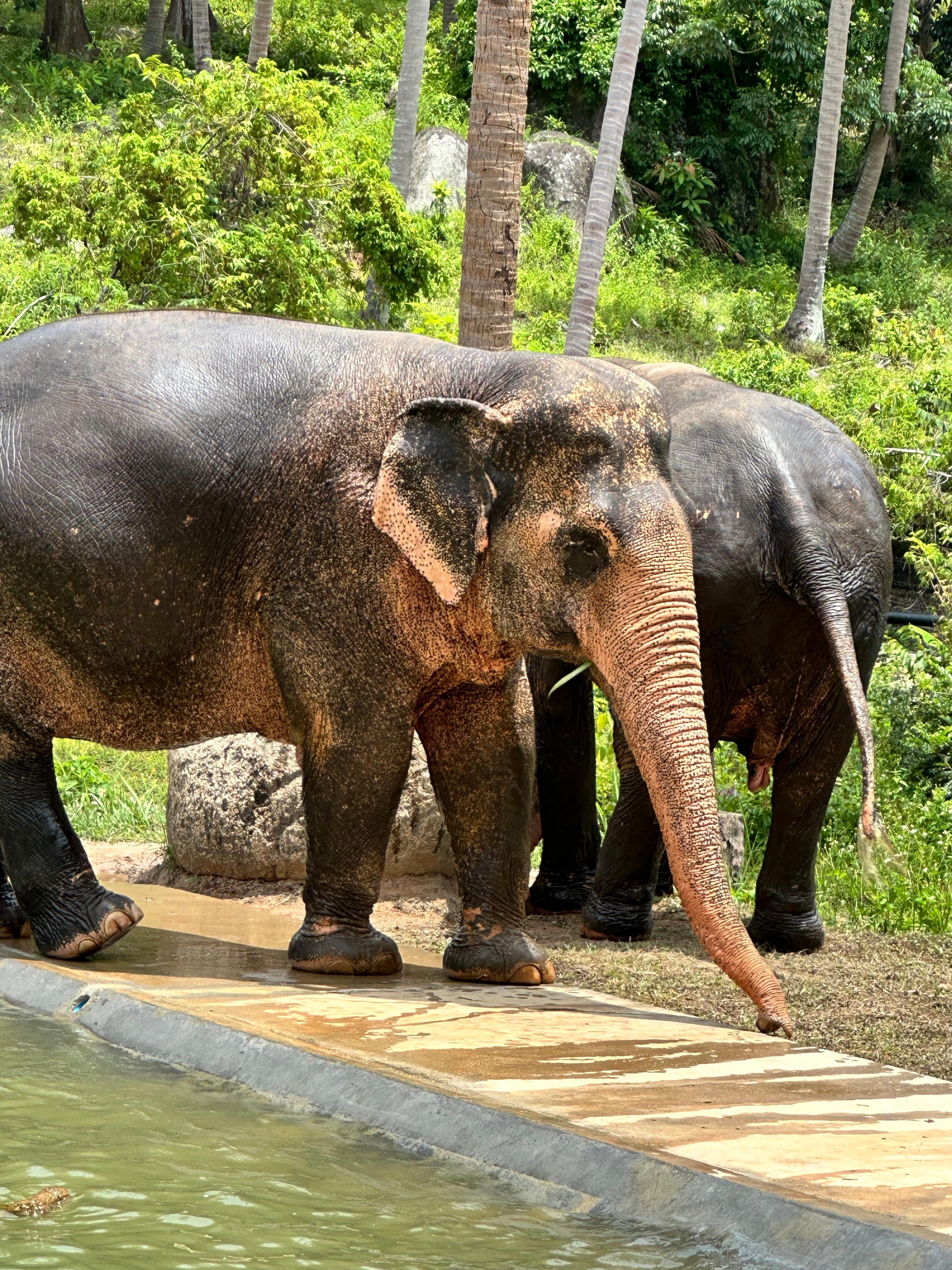 Elephant Sanctuary 