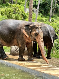 Elephant Sanctuary