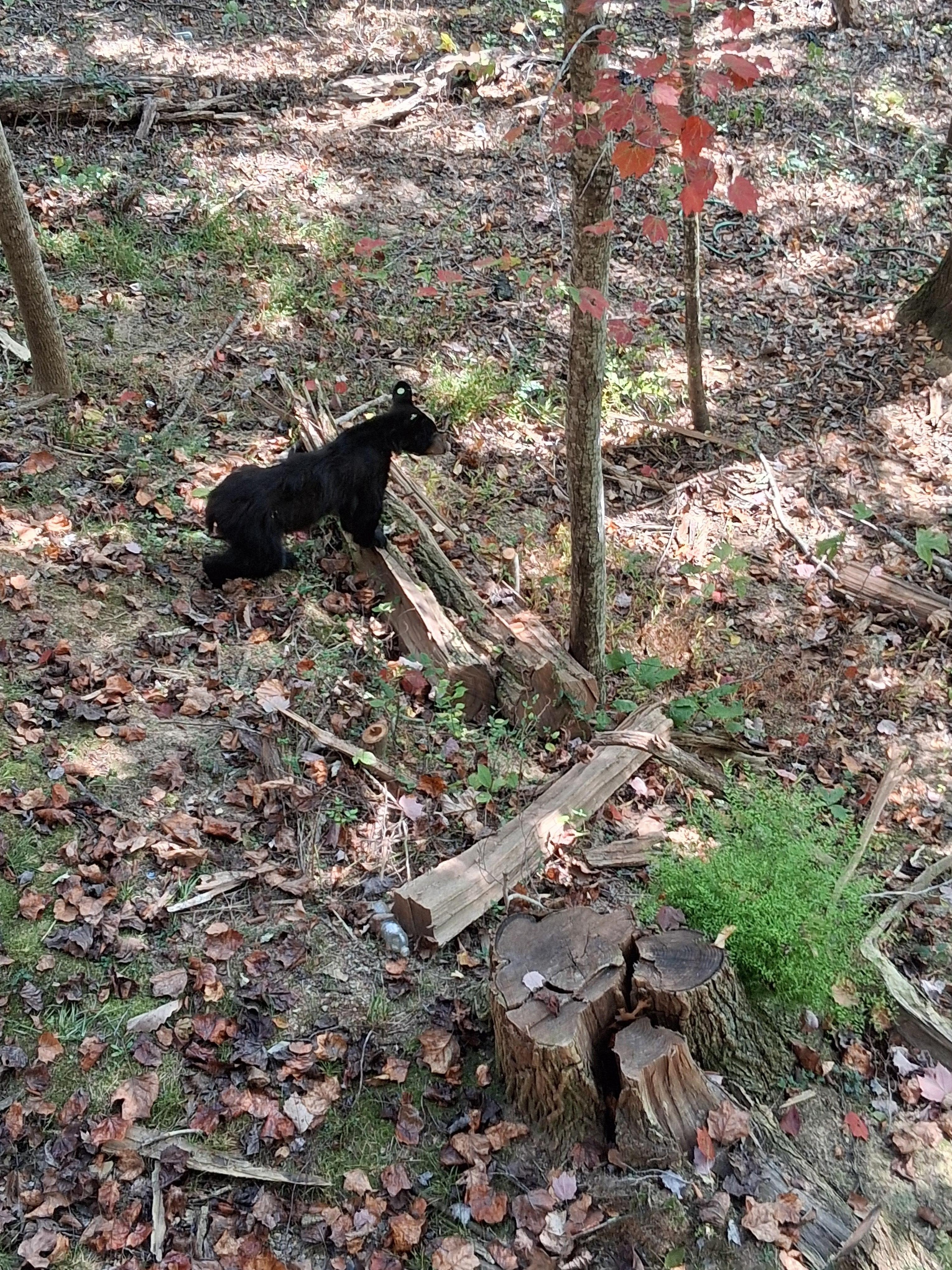 This one we called Boo Boo