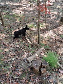 This one we called Boo Boo