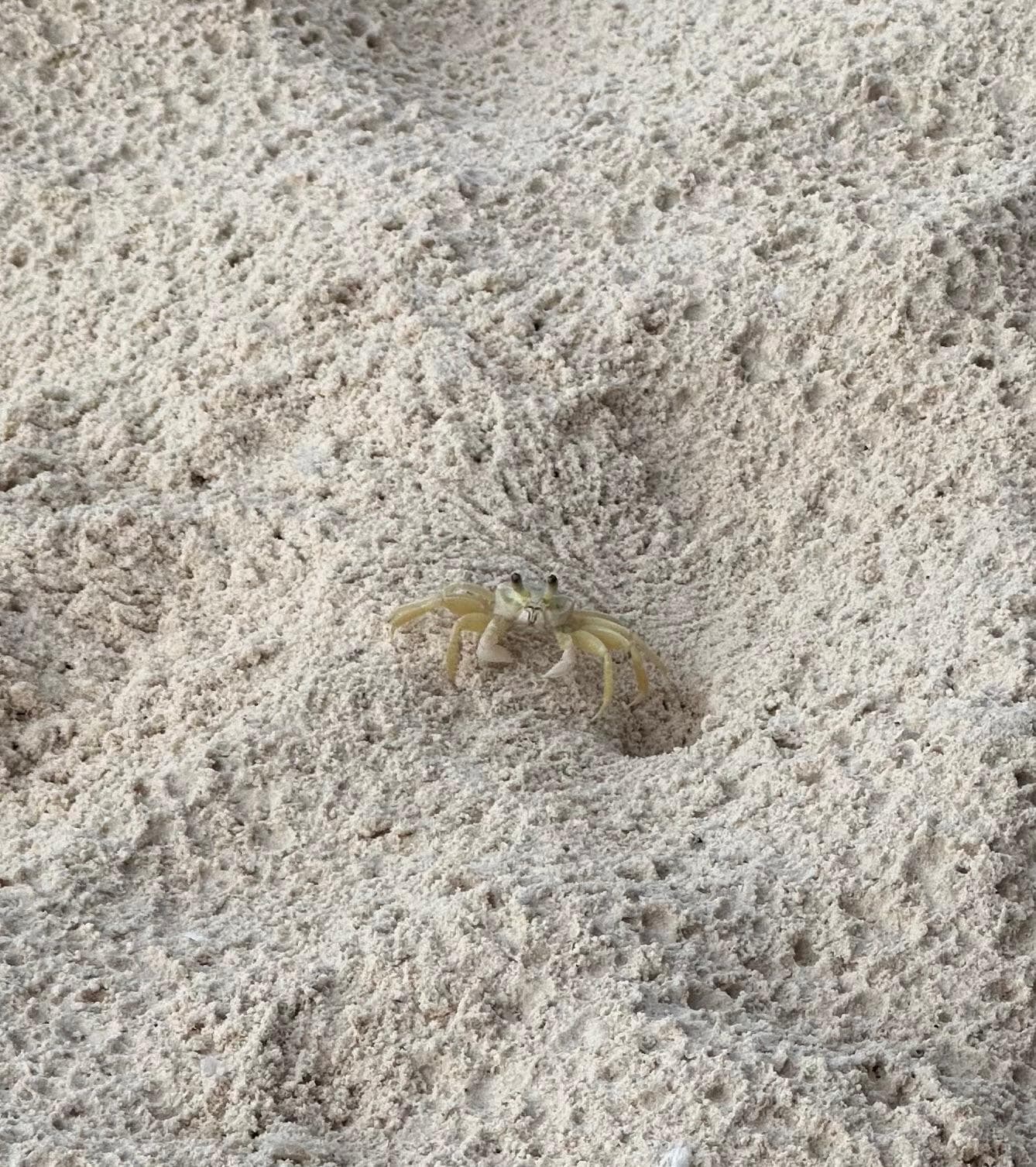 Tiny almost clear crab in the center of the picture.