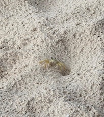 Tiny almost clear crab in the center of the picture.