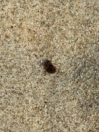 Some ticks on the beach, careful, bring your anti-tics spray deet. I just made really sure never to lay directly in the sand and check myself and dog every day and everything was fine, but good to know to prevent and bring what you need.