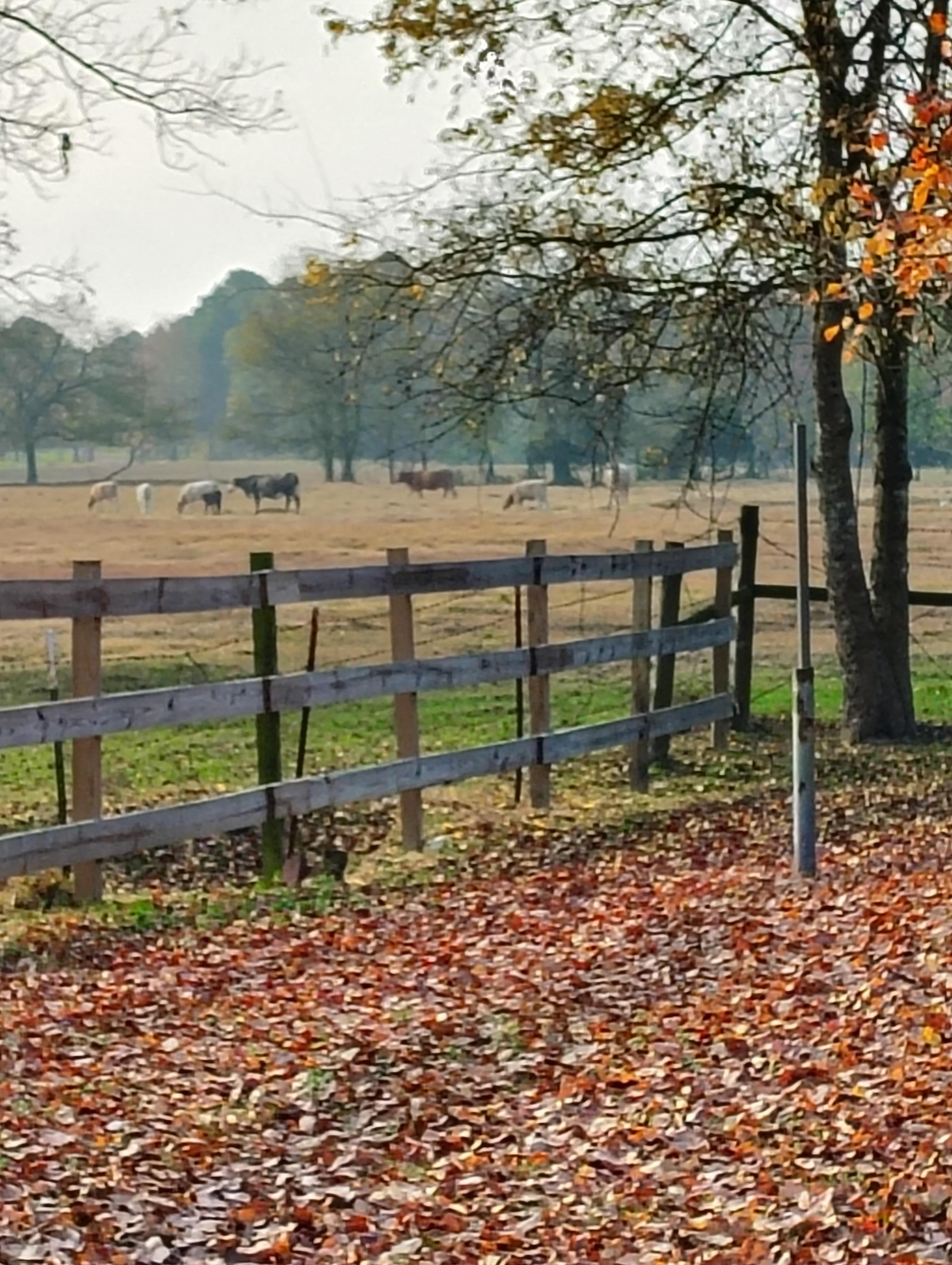 Watching the cows in the field.