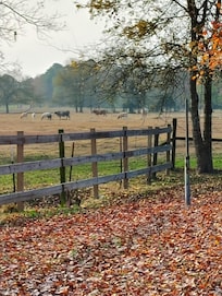 Watching the cows in the field.