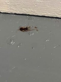 Dead bugs...upon arrival.