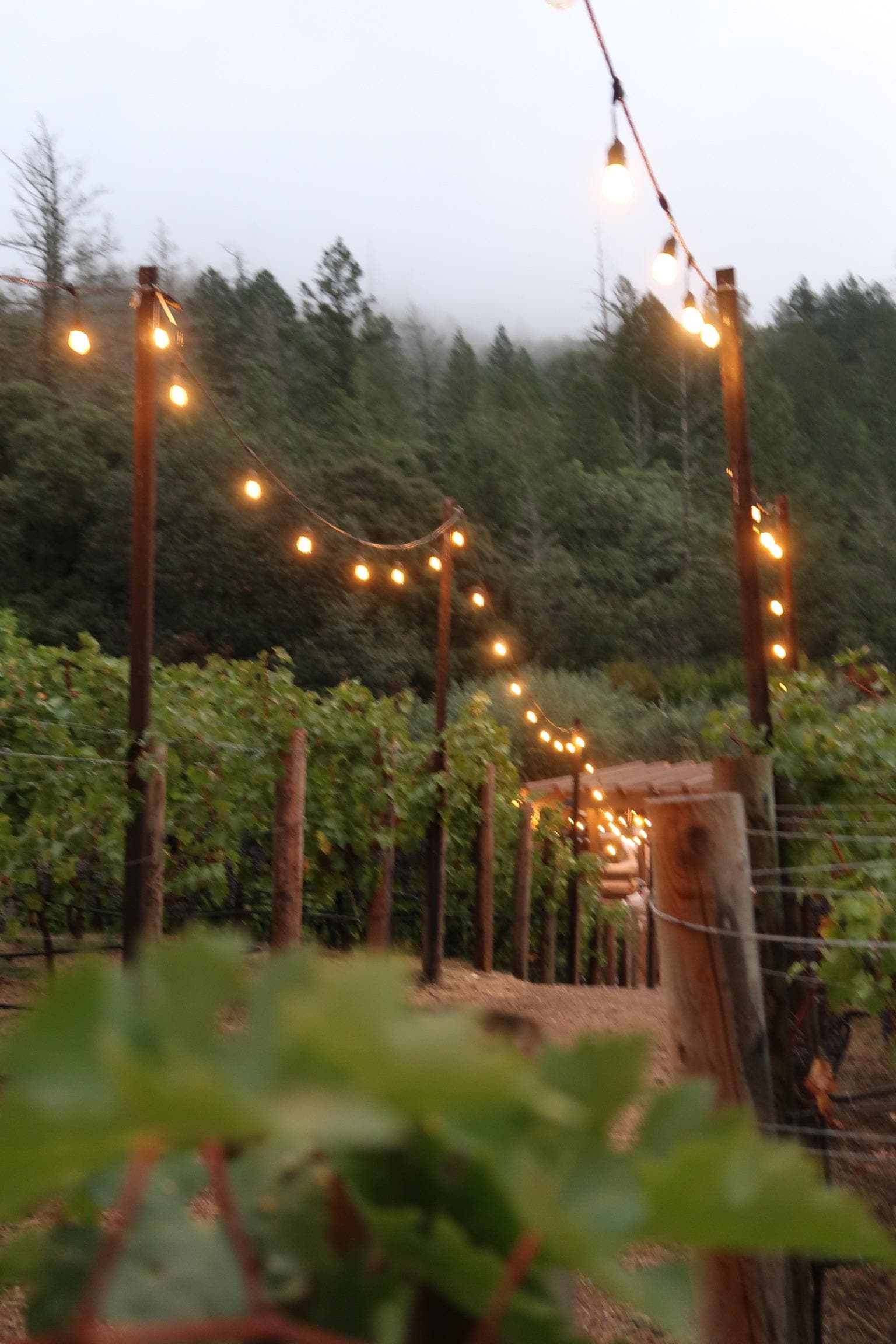Twinkle lights in the “petting zoo”
vineyard