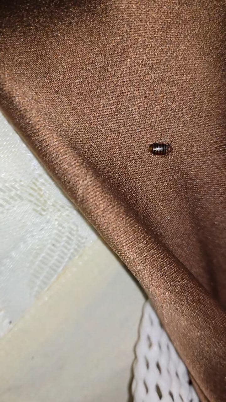 Hiding all in the brown parts and mattress.