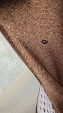 Hiding all in the brown parts and mattress.