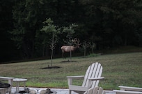 Greeted us our last morning there.