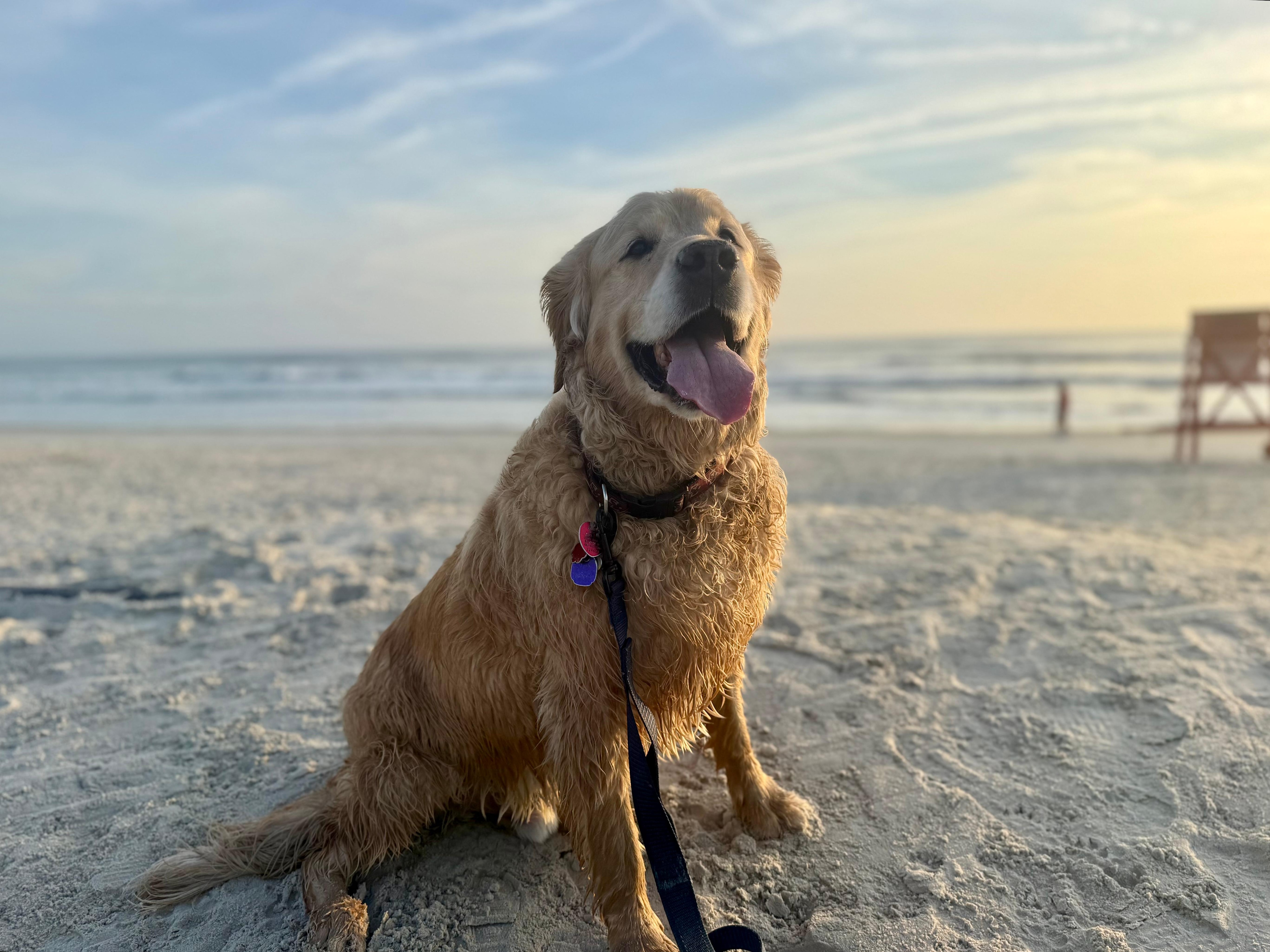 Our golden who LOVES the beach; however, we had to find dog-friendly spots because NSB (and the county in general) is not dog friendly.