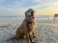 Our golden who LOVES the beach; however, we had to find dog-friendly spots because NSB (and the county in general) is not dog friendly.