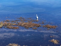 One of thousands on the estuary (view from the house)