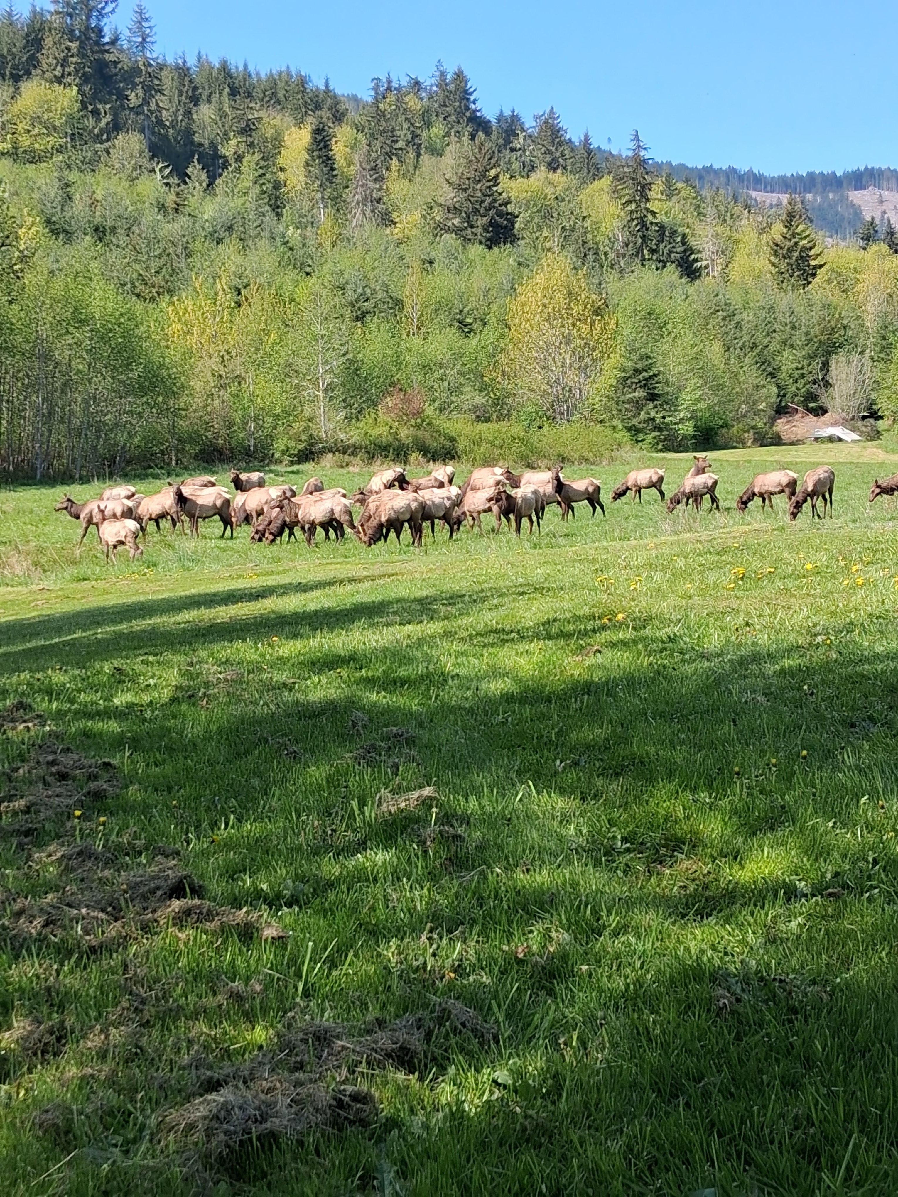We saw elk from our room.