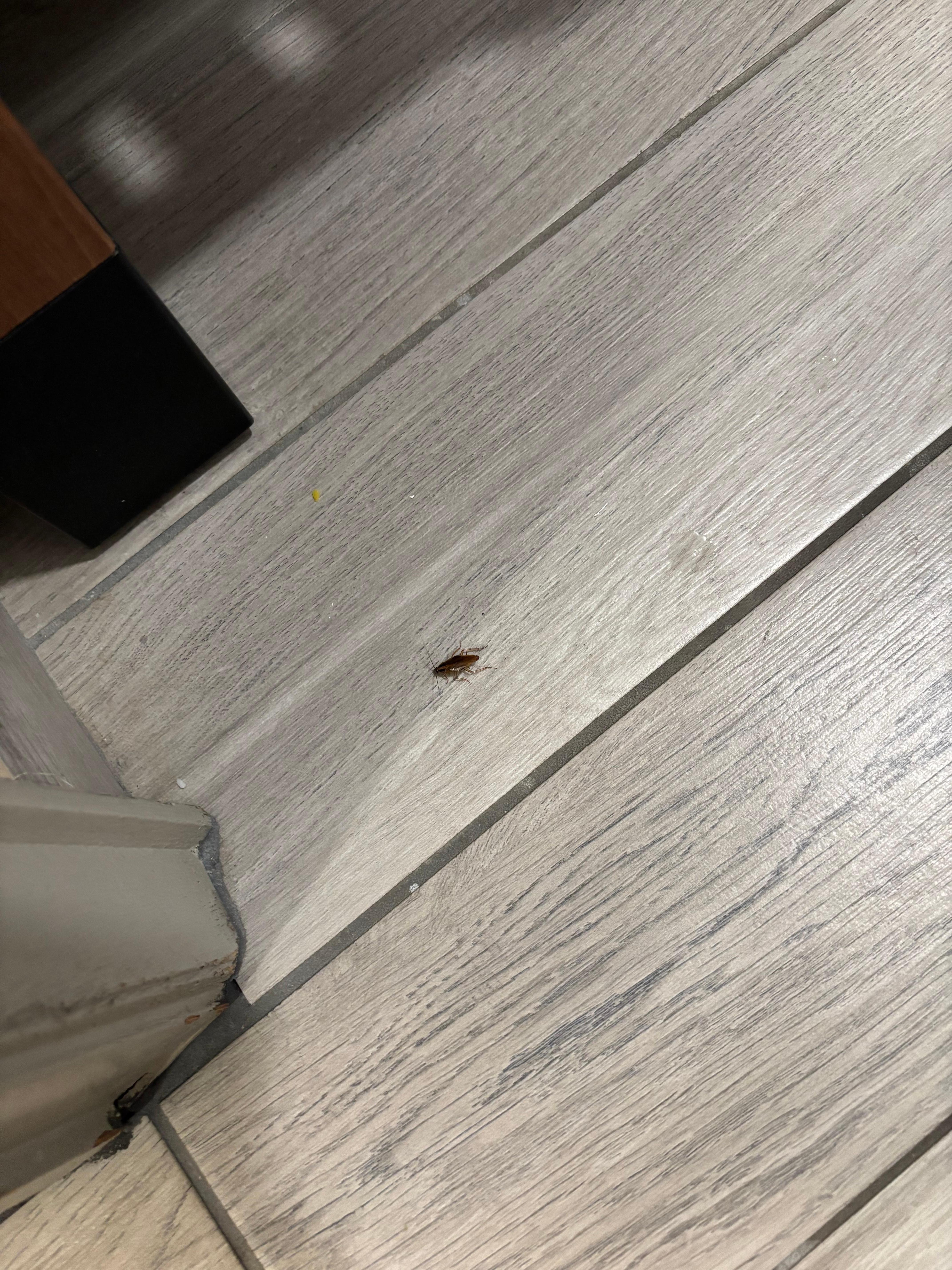 Cockroach on the floor