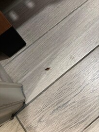 Cockroach on the floor