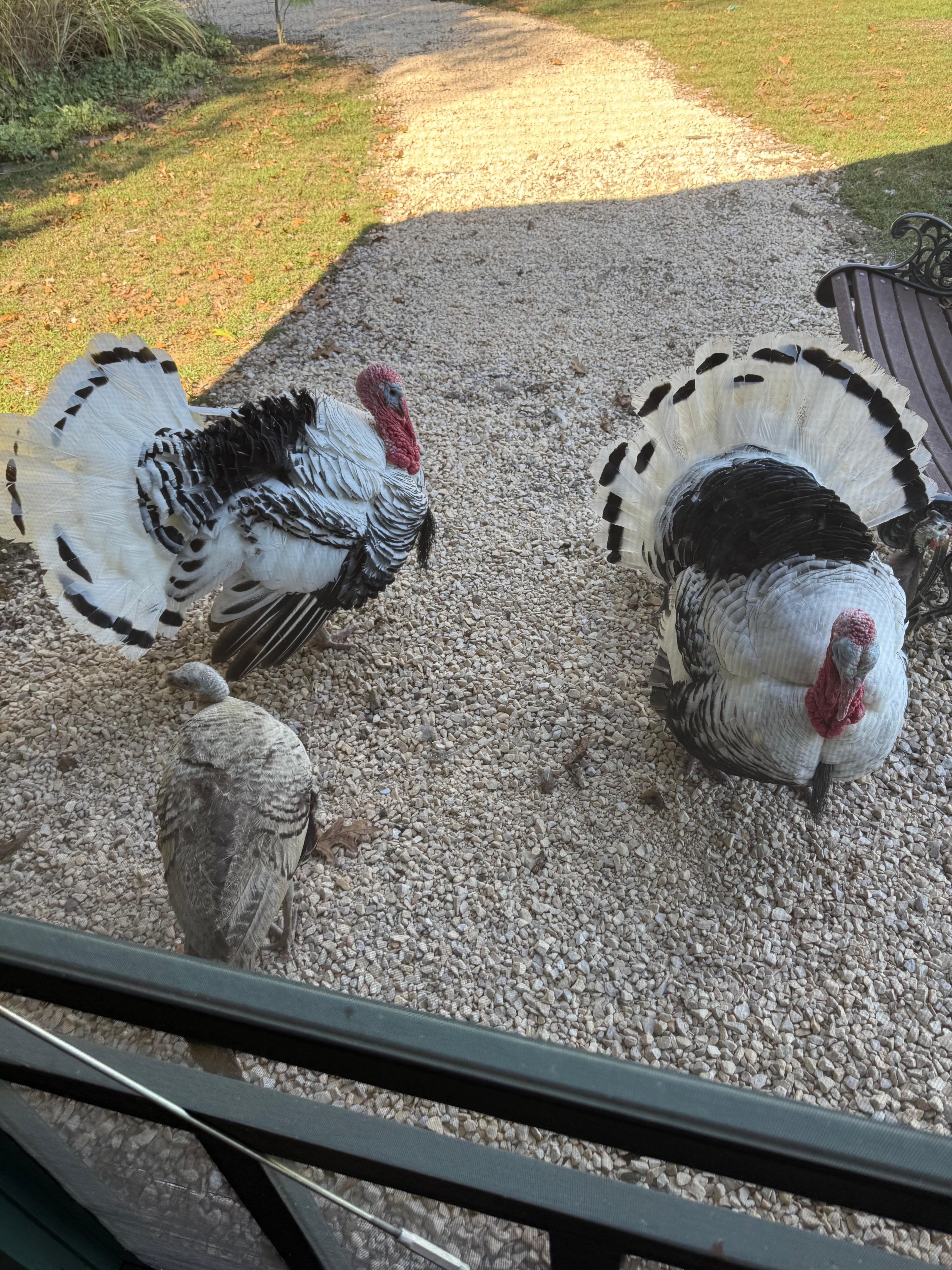 Pet Turkeys