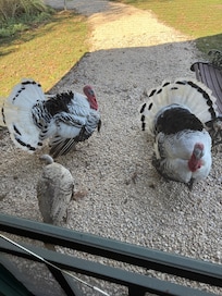 Pet Turkeys