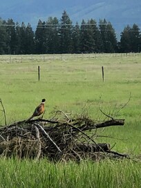 A beautiful pheasant greeting us in the morning only a few yards away on our walk.
