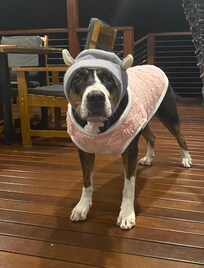Lily in her winter Woolies -5 degrees đ„¶