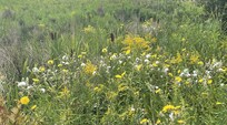 Wildflower meadow