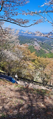 吉野千本桜最高でした