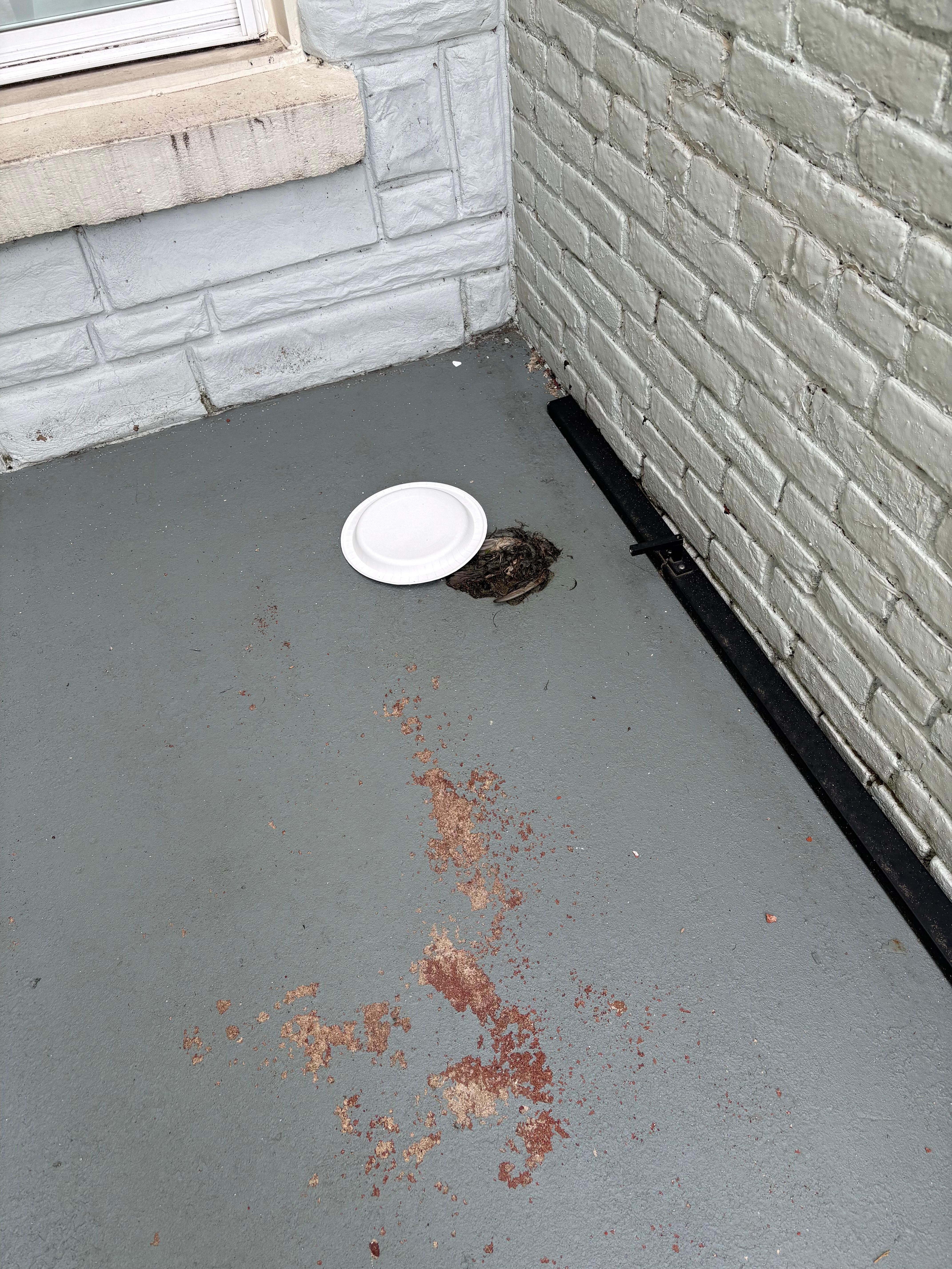 Dead bird by the backdoor