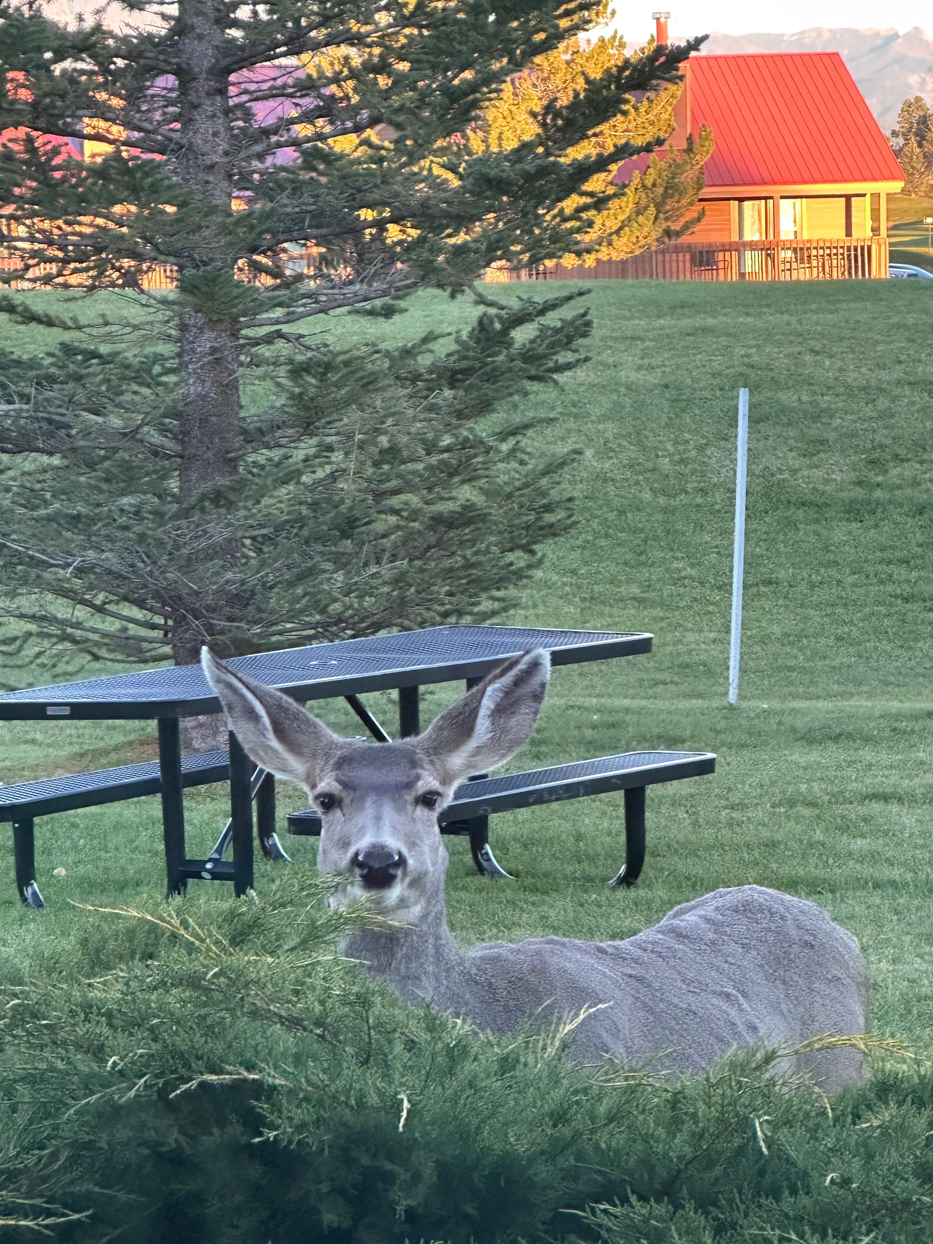 Saw this beauty in the evening near the back patio!