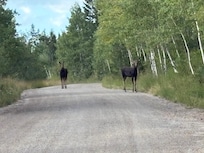 Moose just outside of the cabin!