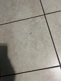 One of the MANY bugs I had to kill
