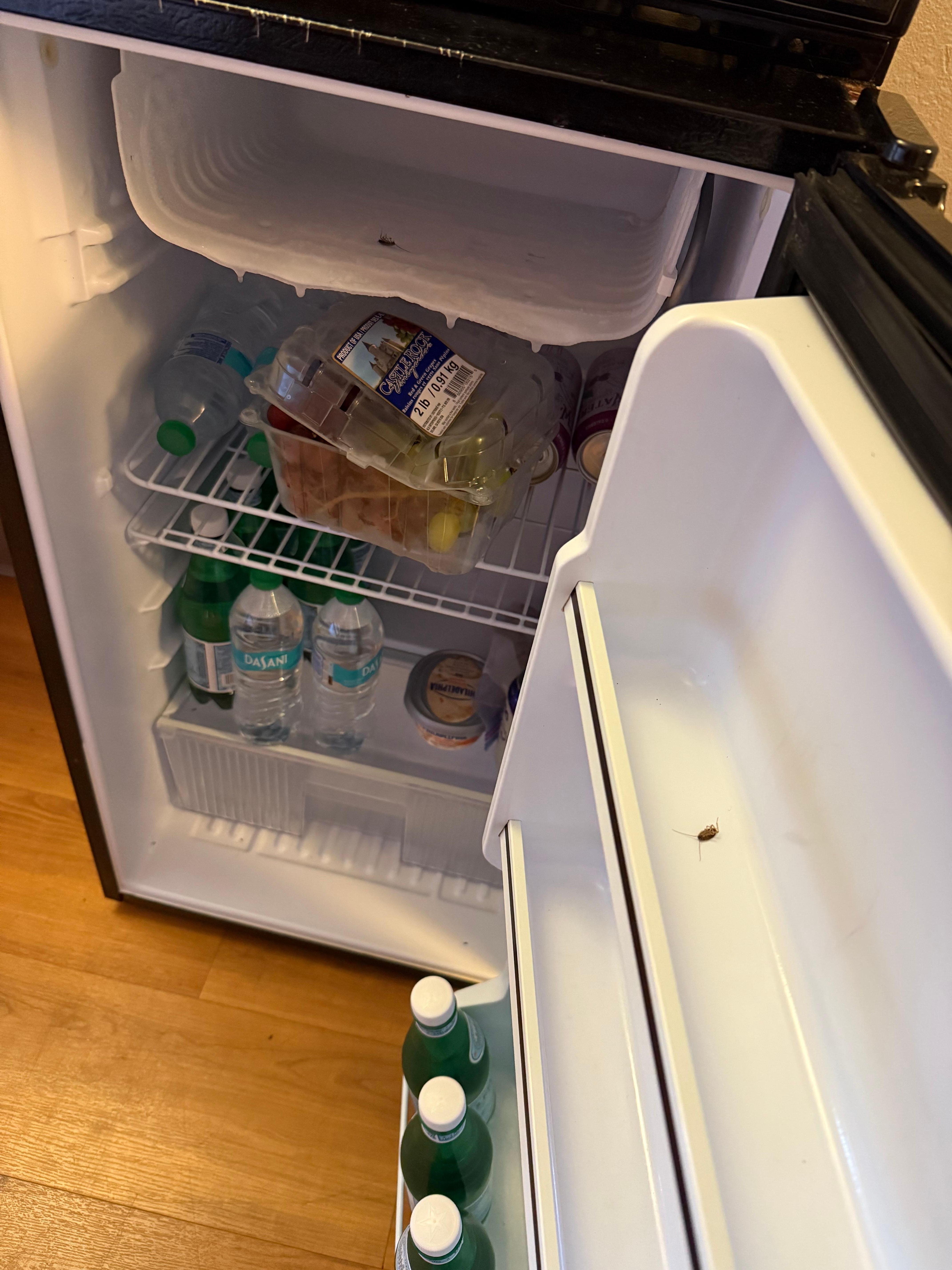 Roaches in the fridge