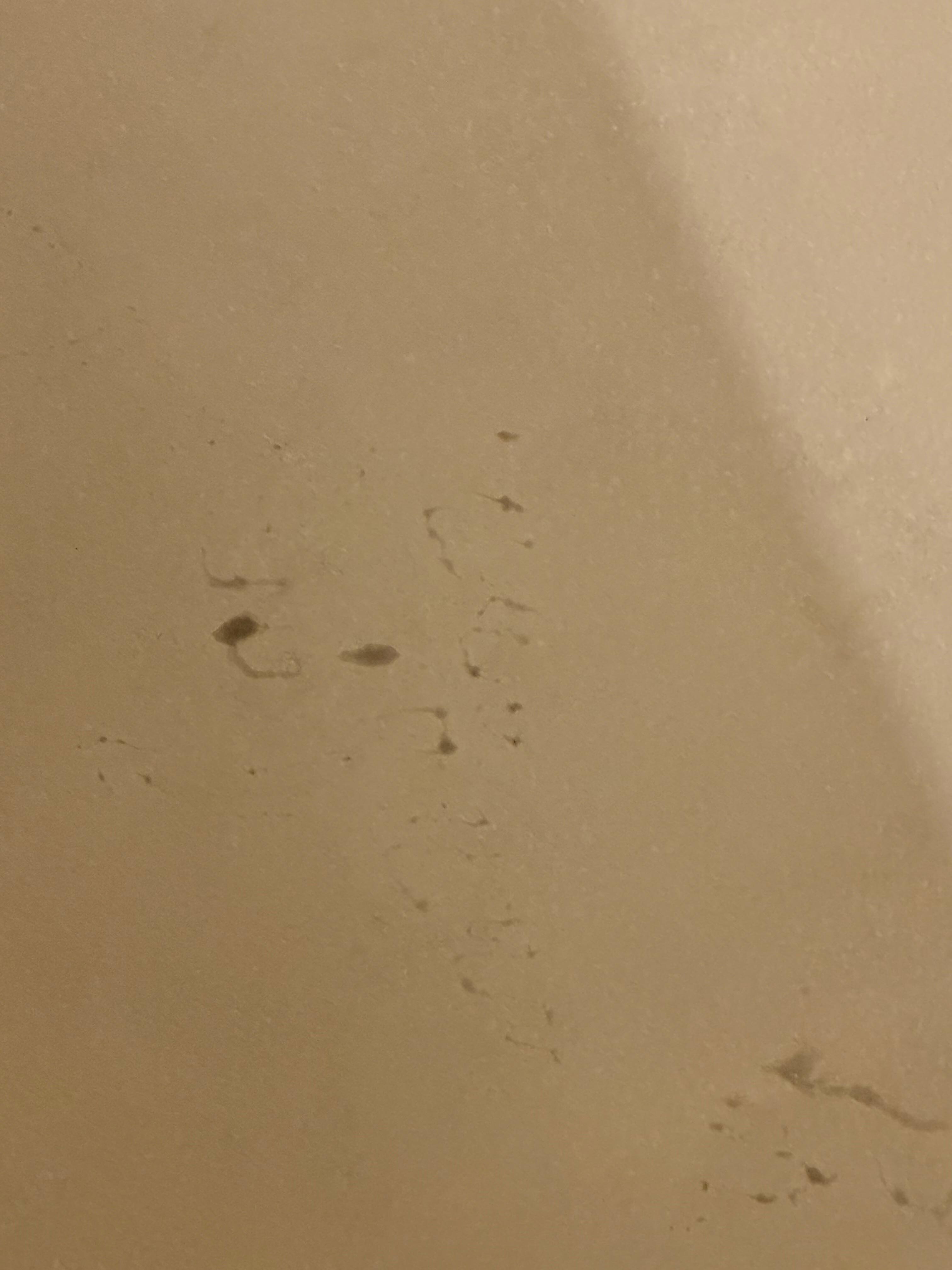 Bathtub