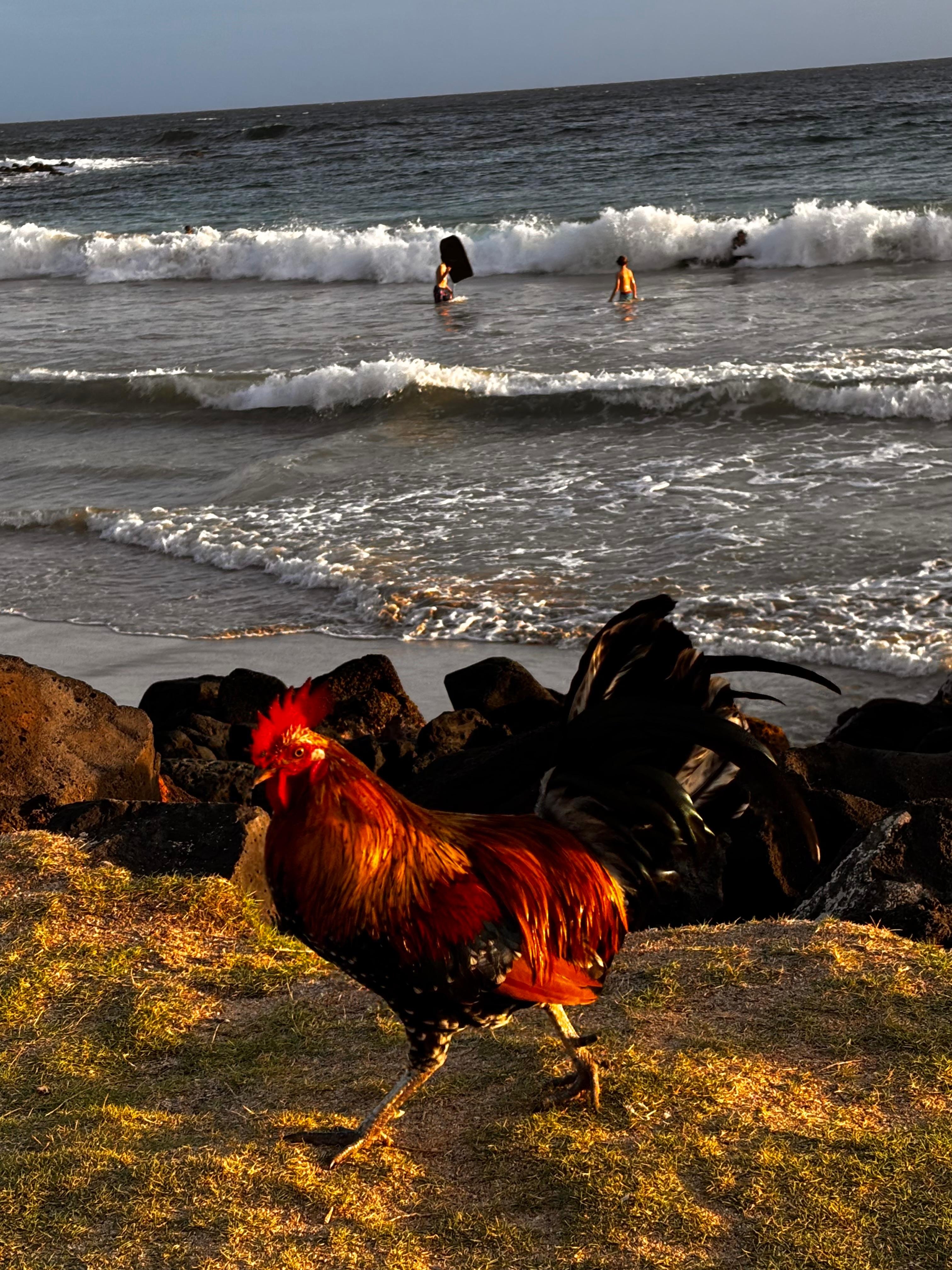 Wouldn’t be Kauai without roosters