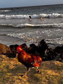 Wouldn’t be Kauai without roosters
