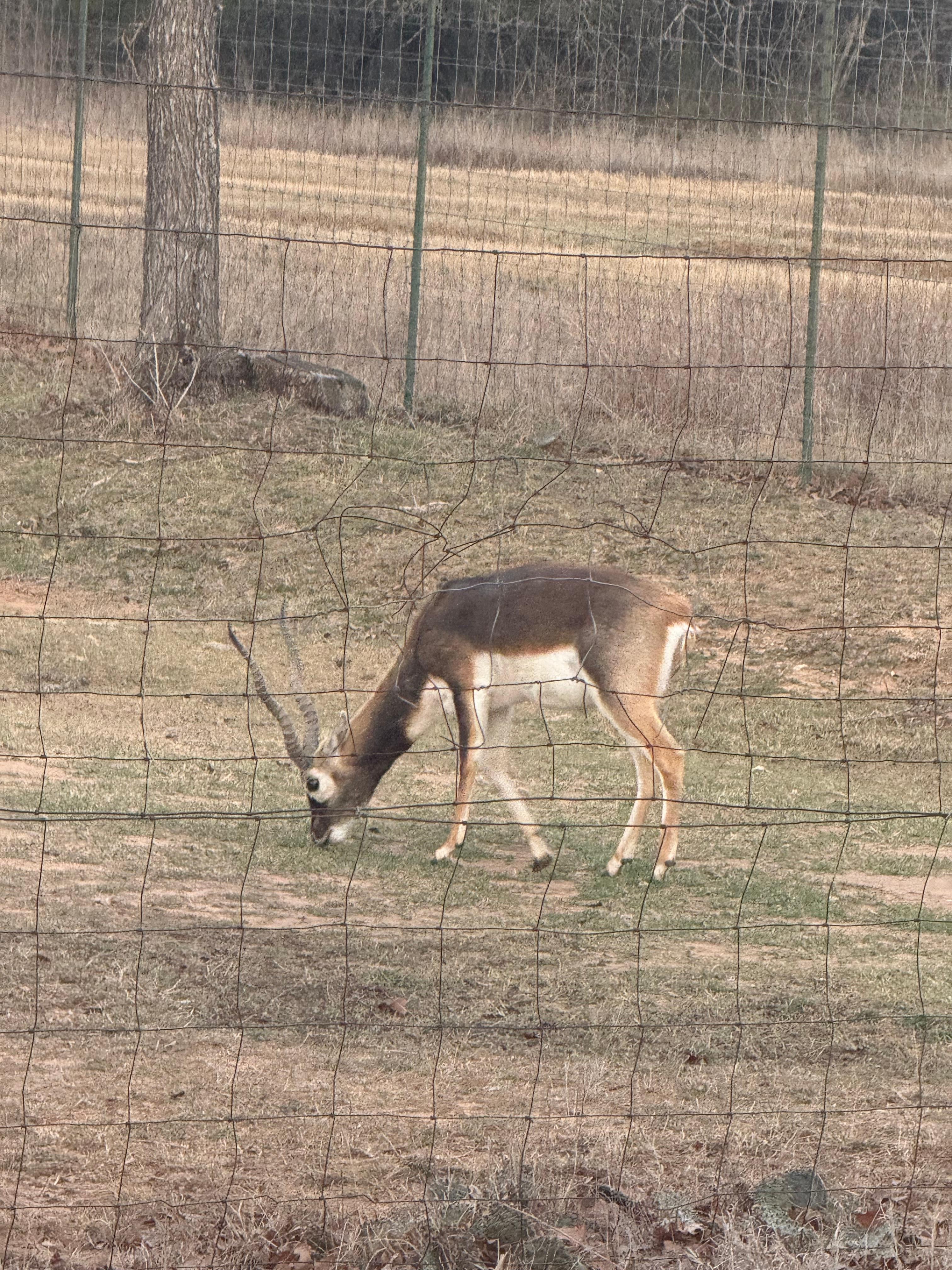 Beautiful views of the animals, nice walk out to the river.