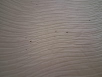 Bugs