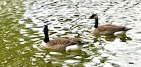 Friendly geese