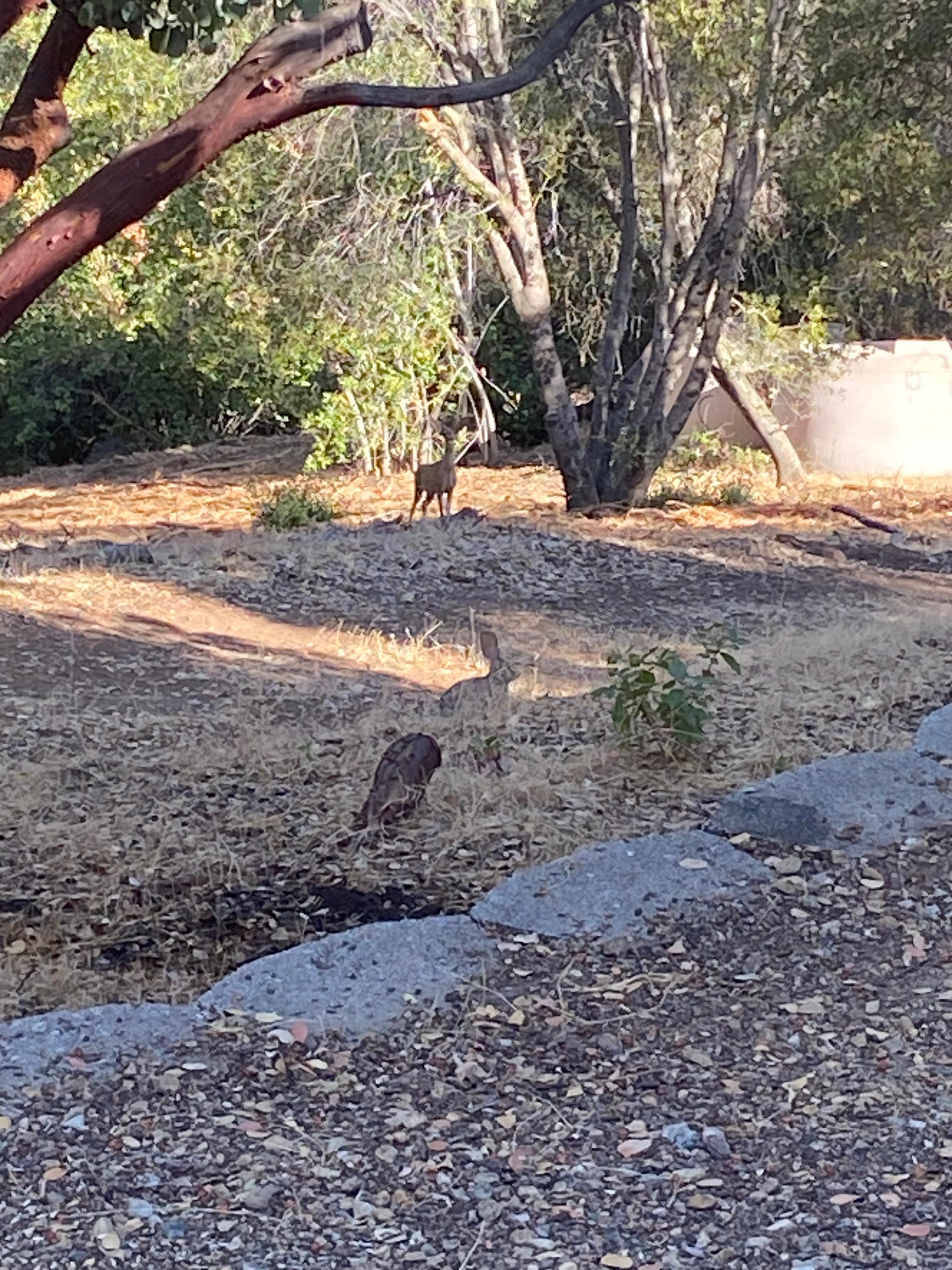 In this one photo is a bunny and a deer.