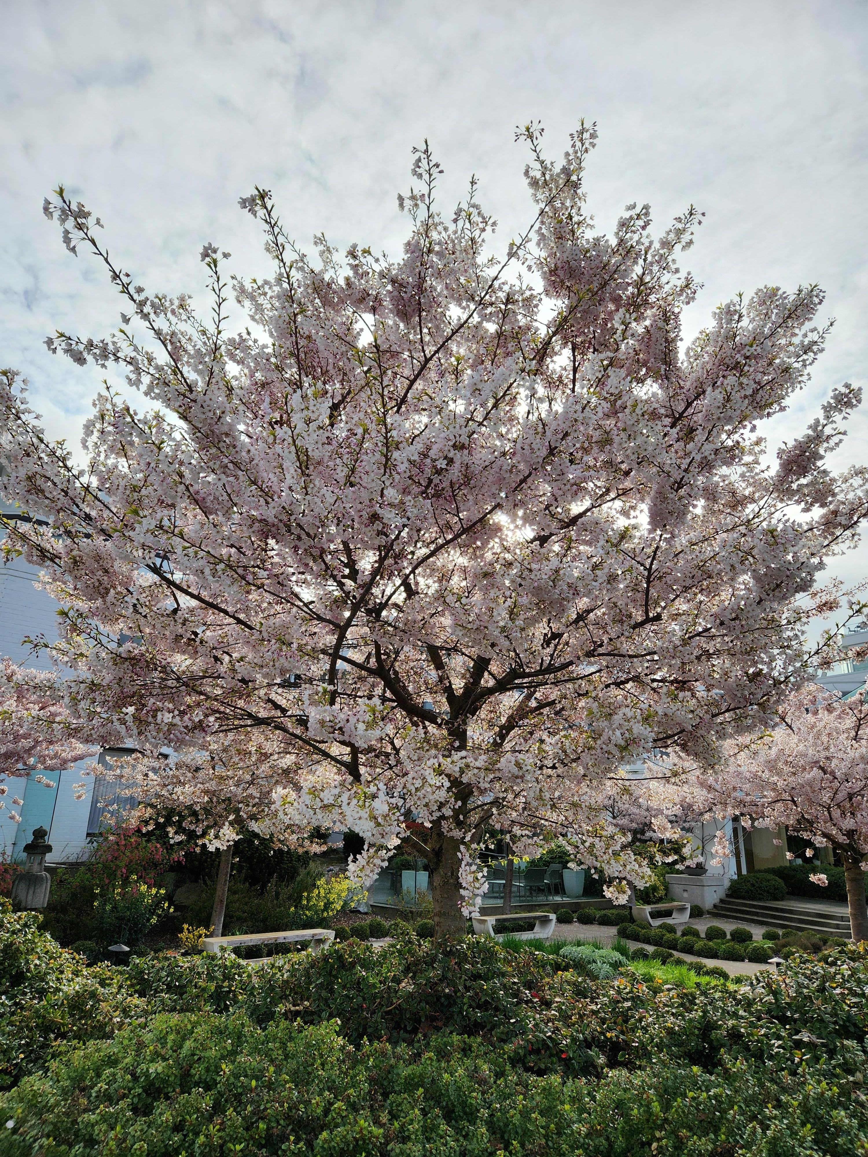One of the tree's we could see from our room
