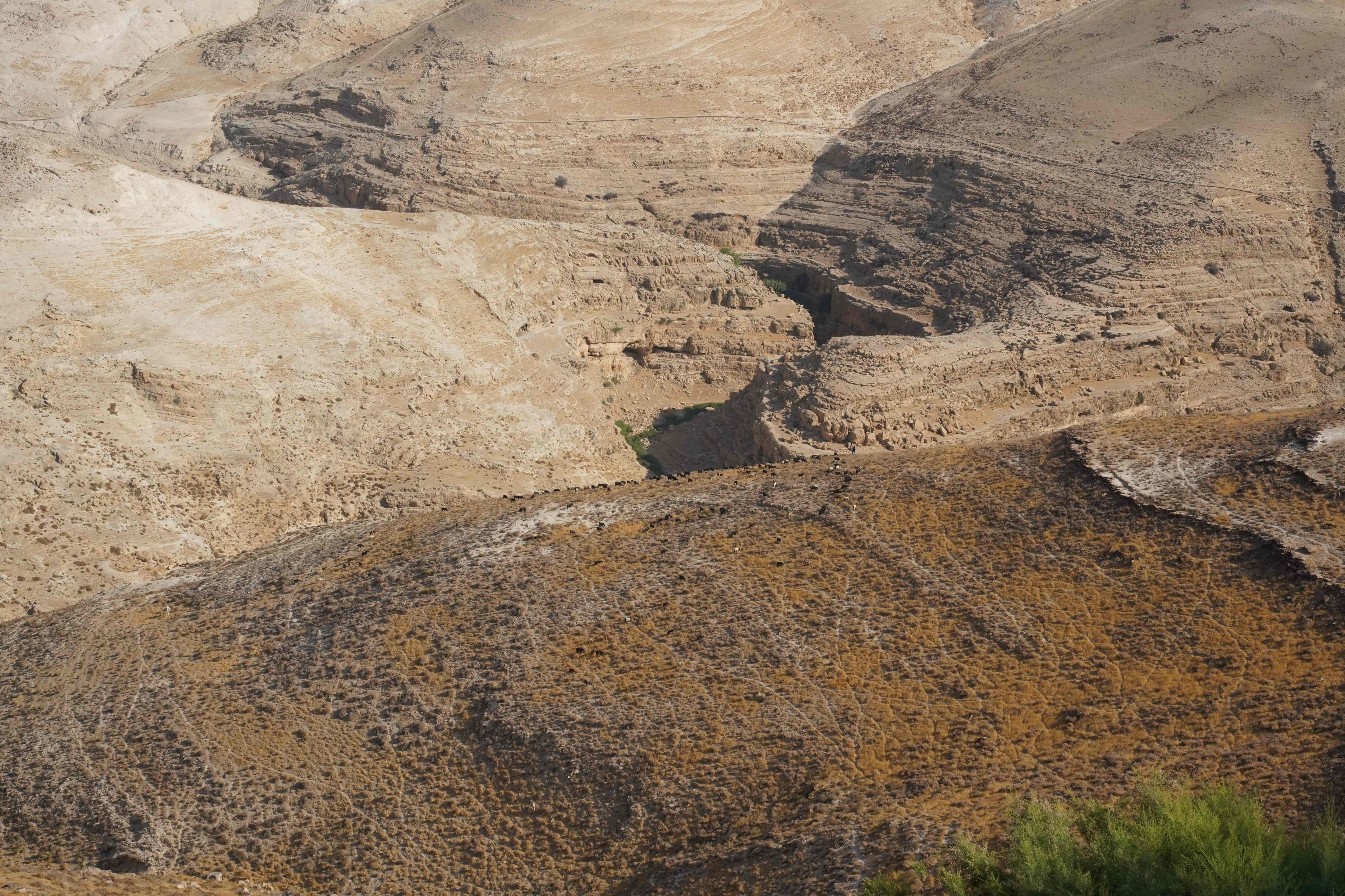 Goats grazing on distant hill