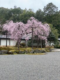 De bloesems waren er volop