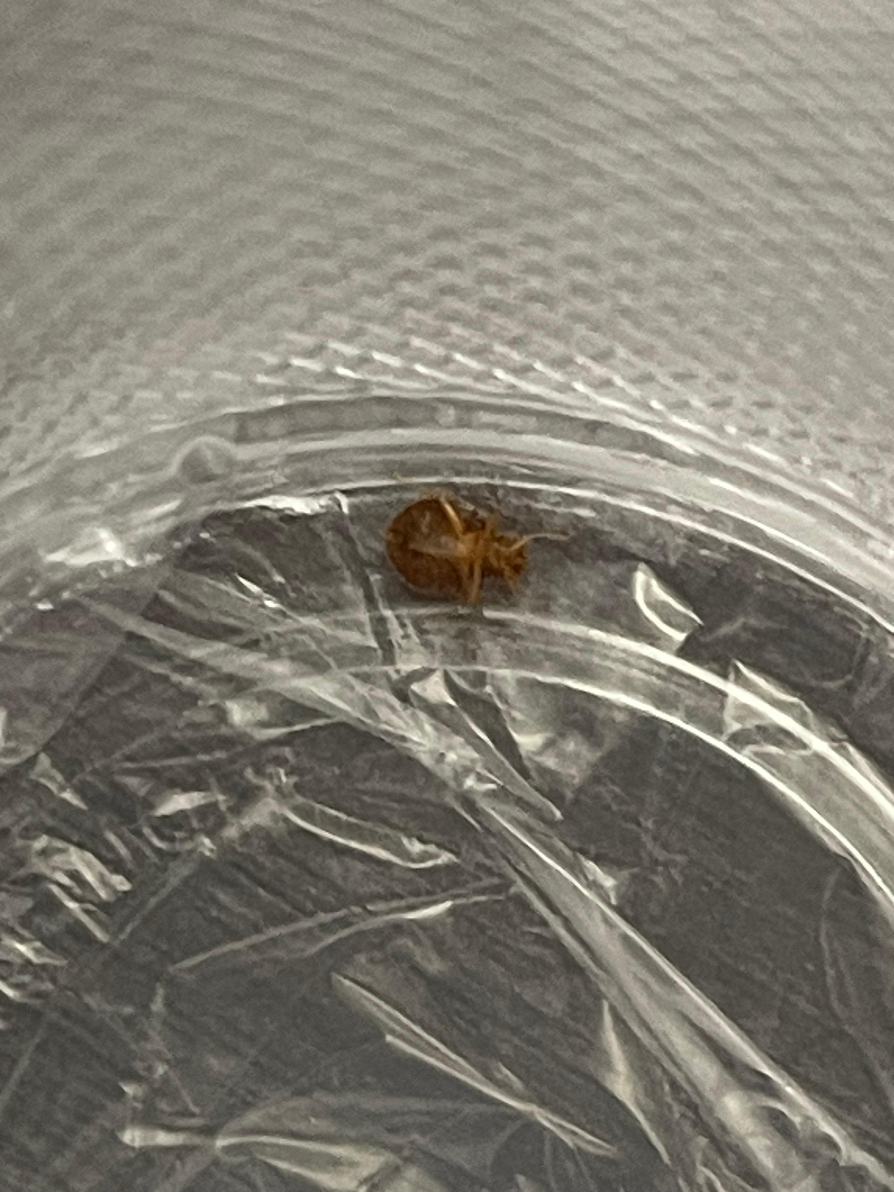 Bed bugs 