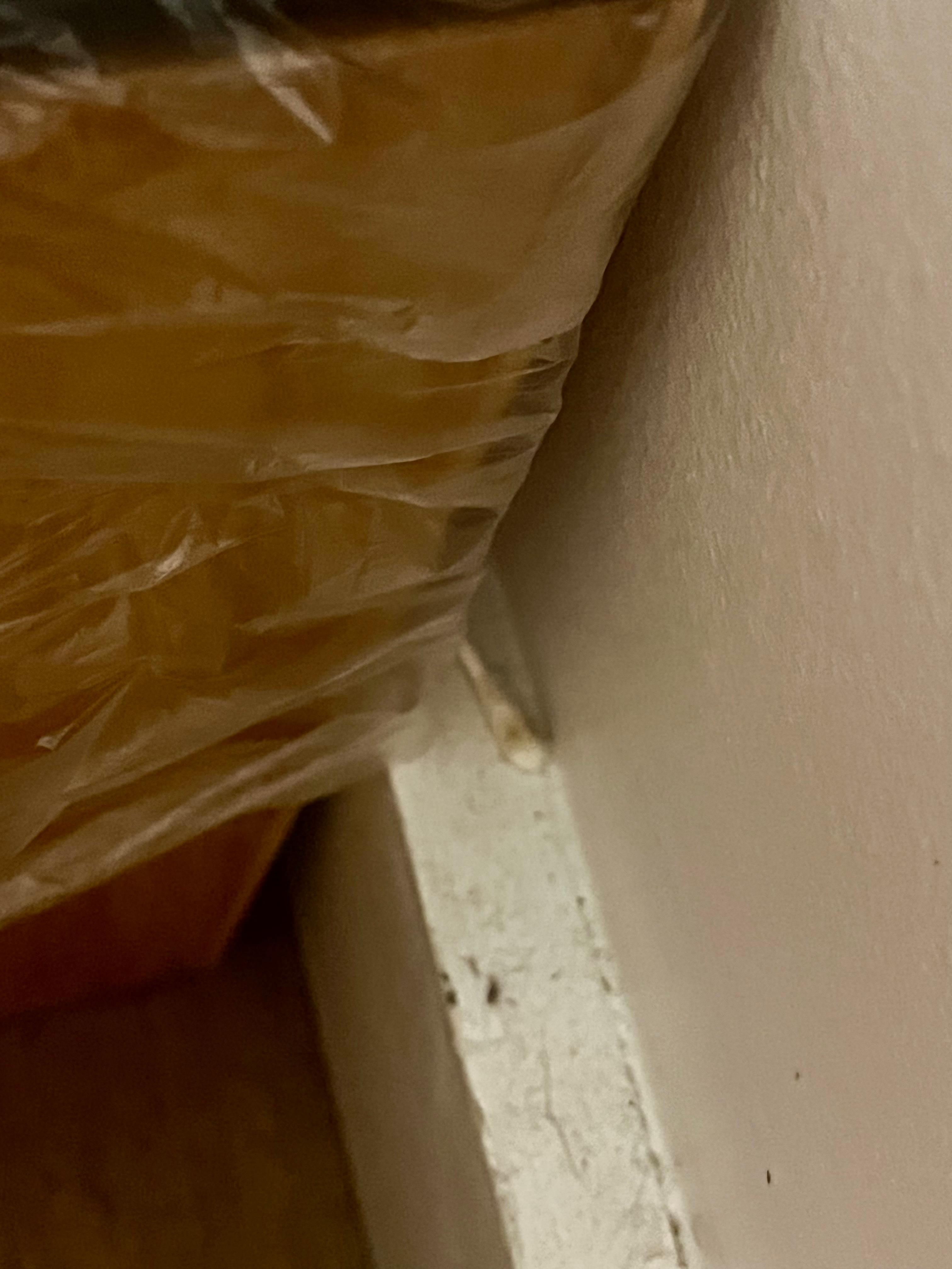 Bathroom molding was the most disgusting…with leftover Q-tip and hair