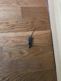 Dead mouse